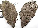 Plaque costale de tortue fossile du jurassique Boulonnais
